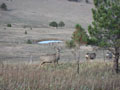 deer in the pasture 1.JPG